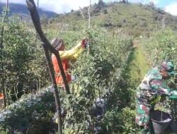 Babinsa Koramil Jagong Bantu Petani Panen Tomat di Berawang Dewal