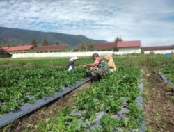 Babinsa Koramil 06/Jagong Bantu Warga Panen Daun Sop di Desa Jeget Ayu