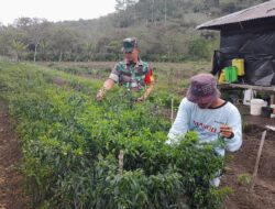 Babinsa Bantu Warga Panen Cabai di Desa Paya Dedep
