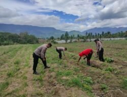 Polsek Ketol Cek Tanaman Jagung Kuartal III, Dukung Swasembada Pangan Nasional 2025