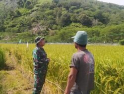 Babinsa Koramil Jagong Bantu Warga Rawat Tanaman Padi di Desa Gegarang