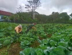 Babinsa Koramil 06/Jagong Bantu Warga Rawat Tanaman Kol di Desa Merah Said