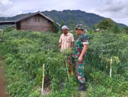 Babinsa Bantu Warga Cek Tanaman Cabai di Desa Bukit Sari