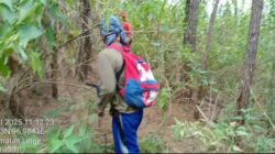 PD Pembangunan Tanoh Gayo(BUMD) Berbenah,Mendata Lahan Pinus di Konsesi,Kampung Simpang Tiga dan Kemerleng,