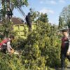 Gerak Cepat Unit Turjawali Samapta Polres Jembrana,  Evakuasi Pohon Tumbang di Jalan Udayana