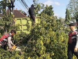 Gerak Cepat Unit Turjawali Samapta Polres Jembrana, Evakuasi Pohon Tumbang di Jalan Udayana