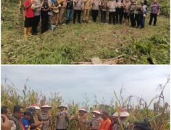 Panen Raya Jagung di Sungai Baung: Wujud Sinergi Polri dan Masyarakat Dukung Ketahanan Pangan Nasional