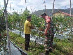 Babinsa Koramil Jagong Dampingi Warga Rawat Tanaman Tomat di Desa Jeget Ayu