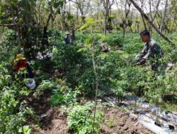 Babinsa Koramil 06/Jagong Dukung Ketahanan Pangan di Desa Paya Dedep