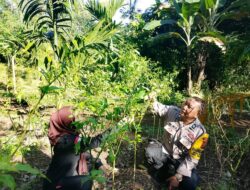 Dukung Ketahanan Pangan, Bhabinkamtibmas Desa Pulukan, Dampingi Petani Lombok di Desa Pulukan