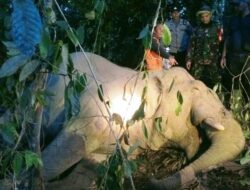 Seekor Gajah Jantan Mati Diduga Meminum Racun Rumput di Ladang Warga Peunaron, Aceh Timur