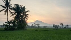 Air, Sawah, dan Hoaks: Membaca Tanda di Era Fawait