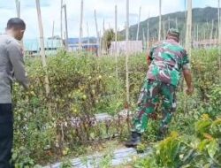 Babinsa Koramil 06/Jagong Gelar Ketahanan Pangan Bersama Warga Desa Berawang Dewal
