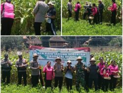 Dukung Ketahanan Pangan, Mako Polsek Sidemen Melaksanakan Panen Raya Jagung Serentak Kuartel III