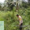Polsek Betung melaksanakan kegiatan Program P2B Mendukung Program Presiden RI Swasembada Pangan Nasional