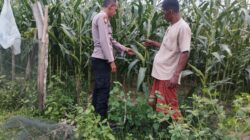Polsek Syamtalira Bayu Bersama Petani Tinjau Perkembangan Lahan Jagung di Desa Siren Tujuh