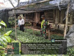 Babinsa Dampingi Warga Desa Atu Lintang dalam Pembibitan Kopi