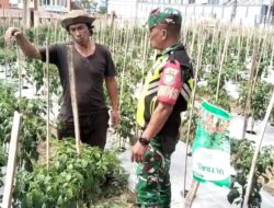 Babinsa Bantu Warga Desa Jagong Jeget Tingkatkan Ketahanan Pangan