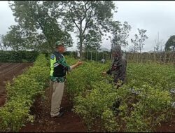 Babinsa Atu Lintang Dampingi Petani Rawat Tanaman Cabai untuk Ketahanan Pangan