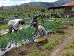 Babinsa Bantu Warga Rawat Tanaman Bawang Merah di Jagong