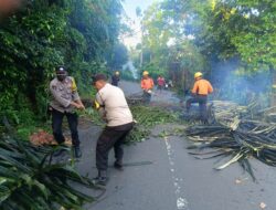 Gerak Cepat Personil Polsek Bebandem, Evakuasi Pohon Tumbang yang Melintang di Badan Jalan