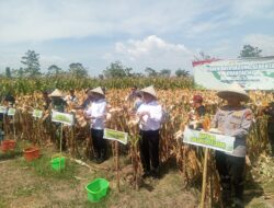 Kapolda Sulsel Hadiri Panen Raya Jagung Serentak Kuartal III di Kab. Gowa