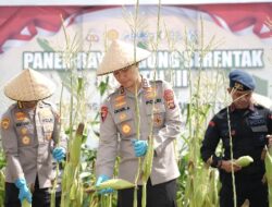 Dukung Swasembada Pangan Tahun 2025, Kapolda Bali Melaksanakan Panen Raya Jagung Serentak Kuartal III