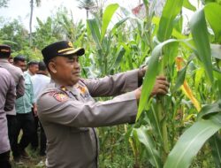 Dukung Swasembada Pangan 2025, Polres Jembrana Gelar Panen Jagung Serentak Kuartal III Melalui Zoom Meeting