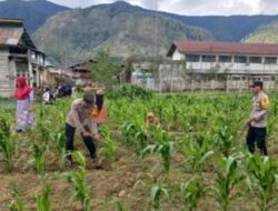 Kapolsek Bintang Bersama Anggota dan Petani Gotong Royong Rawat Lahan Jagung Dukung Ketahanan Pangan