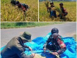 Dukung Ketahanan Pangan Nasional, Babinsa Jembrana Kawal Akurasi Data Hasil Panen Padi 