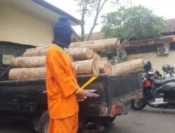 Tim Opsnal Polres Jembrana Bekuk Pelaku Penebangan 32 Gelondong Kayu Jati Secara Ilegal, di Kawasan Hutan Lindung Penginuman