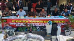 Tim Ditresnarkoba Polda Bali Grebek Kebun Ganja, Dua WNA Berhasil di Amankan 