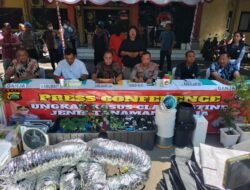 Tim Ditresnarkoba Polda Bali Grebek Kebun Ganja, Dua WNA Berhasil di Amankan 