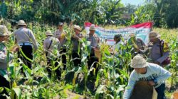 Dukung Program Ketahanan Pangan, Polsek Selat Panen Raya Jagung di Banjar Dinas Muncan, Desa Muncan
