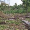 Tidak Lagi Rindang dengan Lebatnya Pepohonan, Kini Kondisi Hutan Blingbingsari Sangat Memprihatinkan