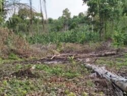 Tidak Lagi Rindang dengan Lebatnya Pepohonan, Kini Kondisi Hutan Blingbingsari Sangat Memprihatinkan