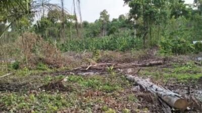 Tidak Lagi Rindang dengan Lebatnya Pepohonan, Kini Kondisi Hutan Blingbingsari Sangat Memprihatinkan