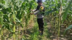 Dukung Program Ketahanan Pangan,Bhabinkamtibmas Polsek Belitang III Melaksanakan Kontrol Tanaman Jagung Milik Warga Binaan