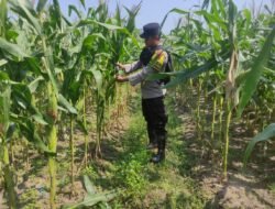 Dukung Program Ketahanan Pangan,Bhabinkamtibmas Polsek Belitang III Melaksanakan Kontrol Tanaman Jagung Milik Warga Binaan
