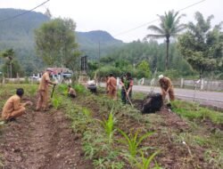 Babinsa Dampingi PKK Linge Laksanakan Kegiatan Ketahanan Pangan