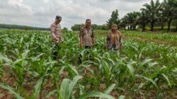 Dukung Ketahanan Pangan Bhabinkamtibmas Polsek Belitang III Laksanakan Pendampingan Oku Timur/Sumsel