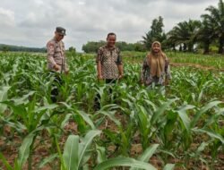 Dukung Ketahanan Pangan Bhabinkamtibmas Polsek Belitang III Laksanakan Pendampingan Oku Timur/Sumsel