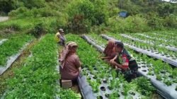 Babinsa Koramil 06/Jagong Ajak Warga Bukit Sari Wujudkan Ketahanan Pangan