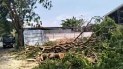 Miris..Ada apa Pohon di Tebang Tanpa Sebab Dinas Pertamanan di Pertanyakan?