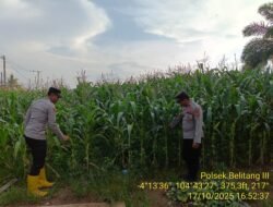 Kegiatan Monitoring Perkembangan Program Lahan Jagung 1 Hektar 1 Desa di Wilkum Polsek Belitang III