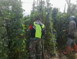 Babinsa Koramil 06/Jagong Gelar Kegiatan Ketahanan Pangan di Desa Paya Dedep