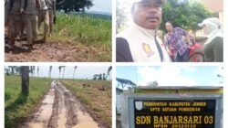 Siswa Dan Siswi Sekolah Dasar Negeri 03 Banjarsari Jember,Tidak Pernah Menikmati Insfratruktur Jalan Yang Layak