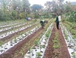 Babinsa Koramil 06/Jagong Gelar Kegiatan Ketahanan Pangan Bersama Warga Desa Paya Dedep