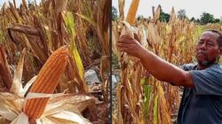 Dedi Junaidi Tokoh Petani Belitung Timur Tantang Gubernur Babel Panen Jagung Bersama Minggu Ini.
