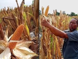 Dedi Junaidi Tokoh Petani Belitung Timur Tantang Gubernur Babel Panen Jagung Bersama Minggu Ini.